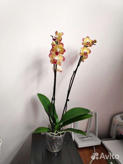 Орхидея фаленопсис Papagayo/Попугай