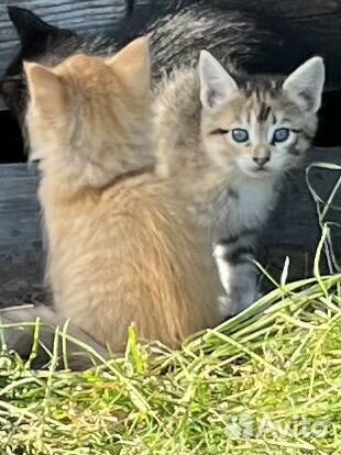 Котята в добрые руки даром