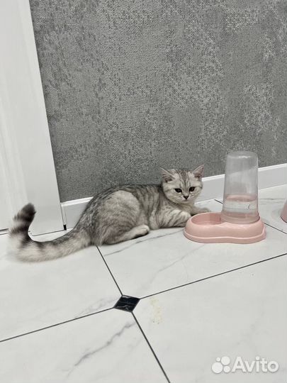 Британская серебристая шиншилла