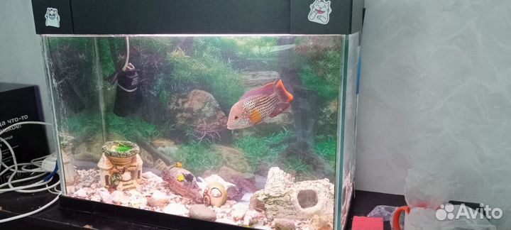 Аквариум с рыбами