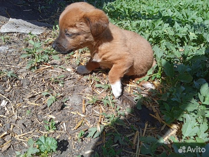 Отдам в добрые руки