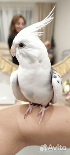 Попугай Корелла