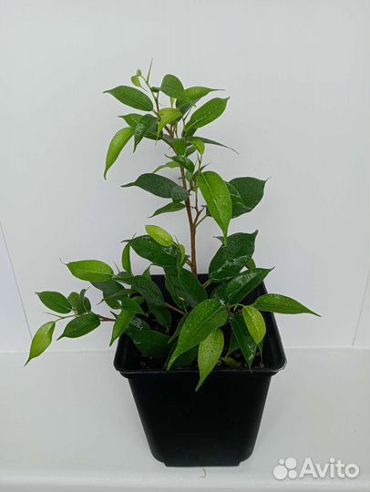Фикус Бенджамина