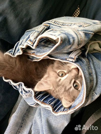 Отдам котенка балованного:)