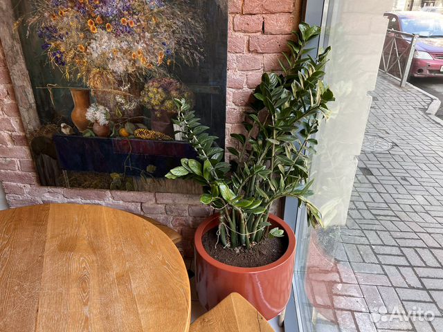 Замиокулькас с кашпо