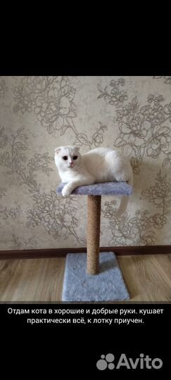 Шотландский кот