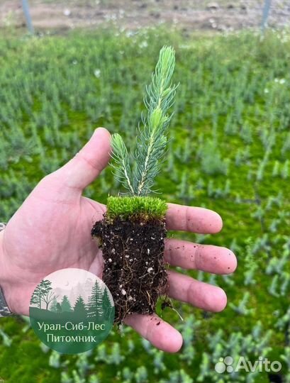 Зкс и окс Сосна Ель Лиственница сеянцы Голуб горн
