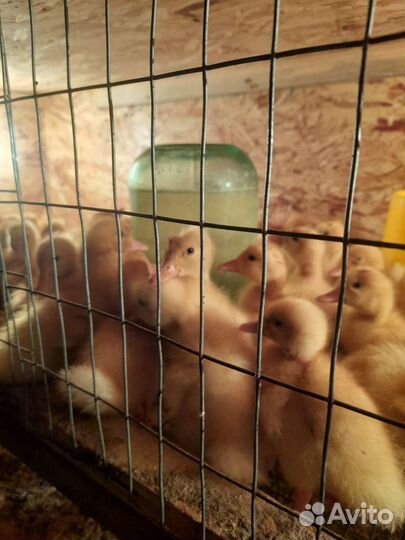 Бройлер Утята
