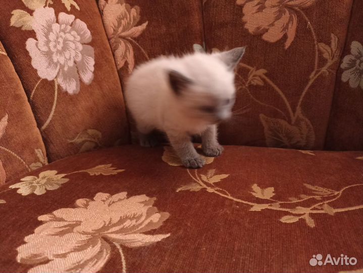 Кошка в дар бесплатно