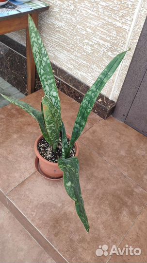 Сансевиерия Дракон
