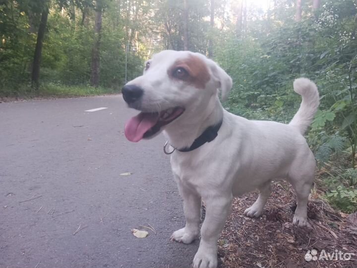 Вязка джек рассел терьер