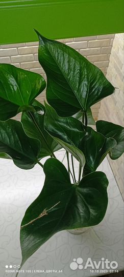 Антуриум Ягуар Грин