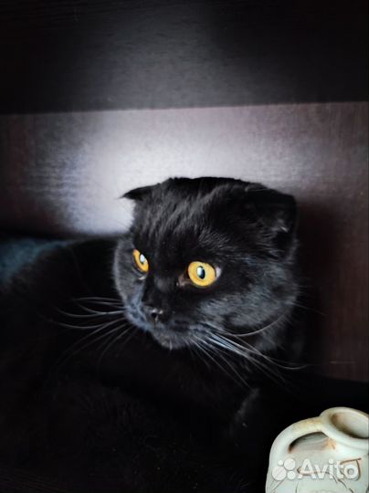 Передержка для кошек