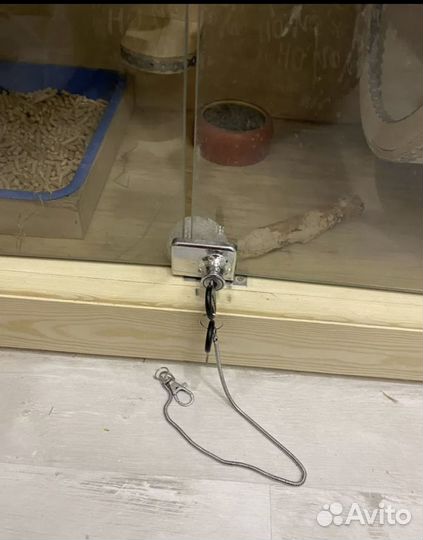 Продам шиншиллу