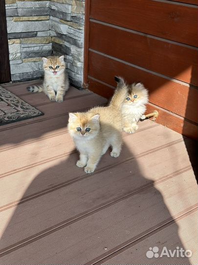 Золотая шиншилла котята