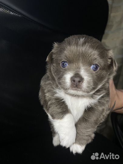 Щенок чихуахуа девочка