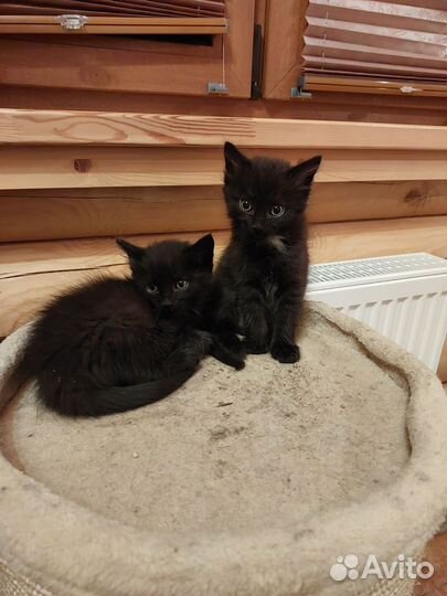 Котики в добрые руки