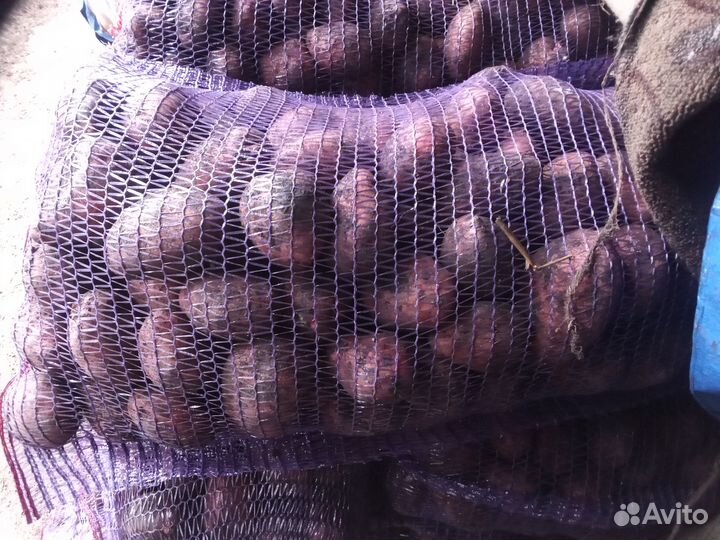 Продам картофель оптом