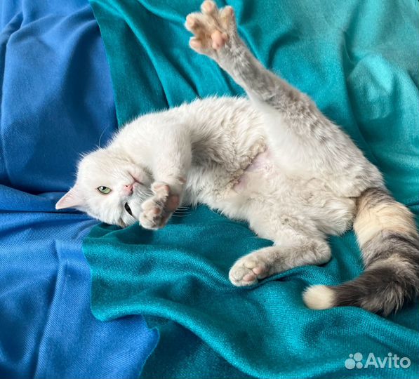 Трехцветная кошка стерилизована