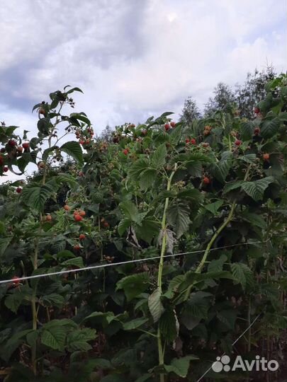 Саженцы ремонтантной малины