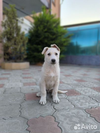 Метис хаски щенок