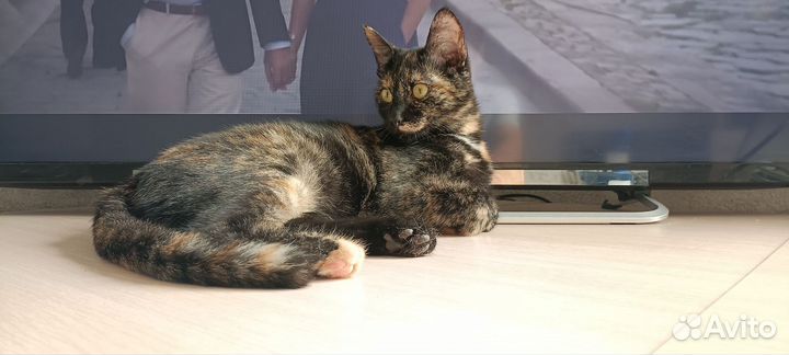 Котёнок,дев. любит сидеть в ванной с водой