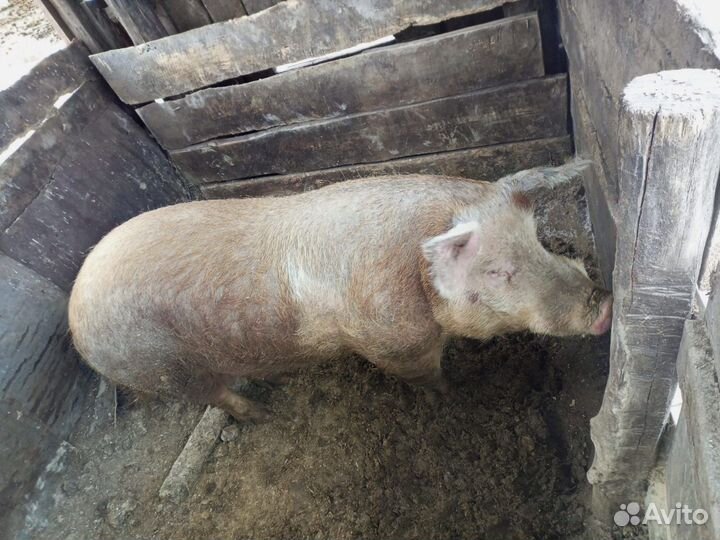 Хряк на племя