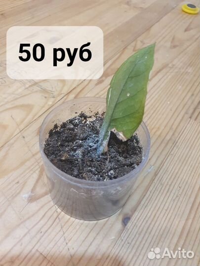 Замиокулькас