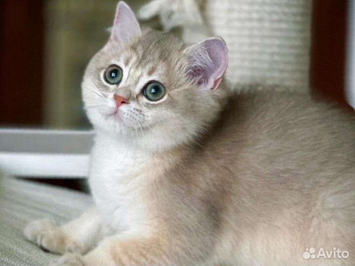 Британская шиншилла голубое золото