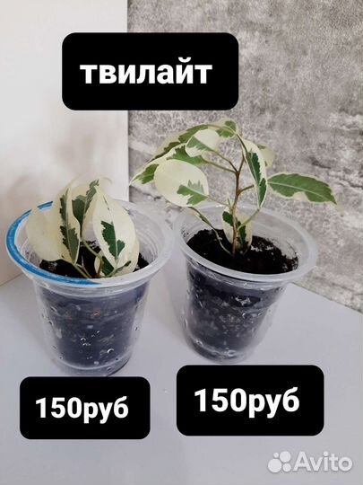 Фикус бенджамина