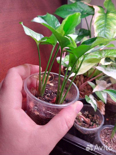 Сингониум Грин арроу Мутейшен