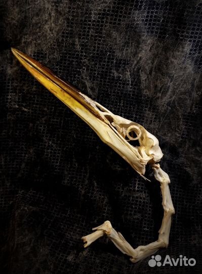 Череп Серой цапли