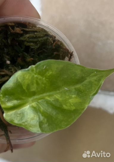 Алоказия Лонгилоба aurea вариегатная