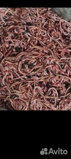 Черви дендробена