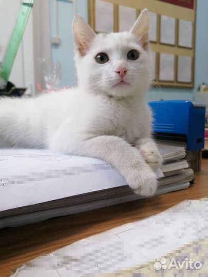 Кошка
