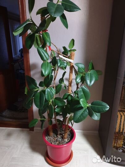 Комнатные цветы фикус