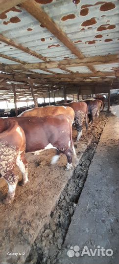 Быки на мясо живым весом