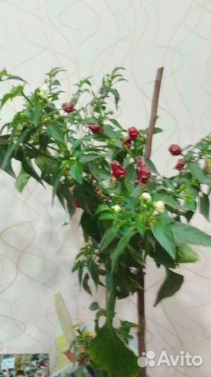 Рассада многолетнего острого перца