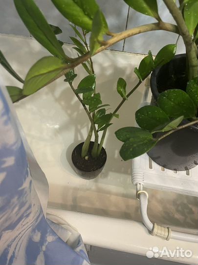 Замиокулькас