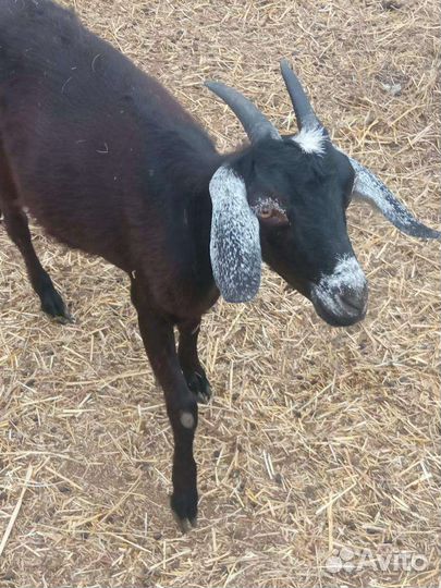 Козы дойные