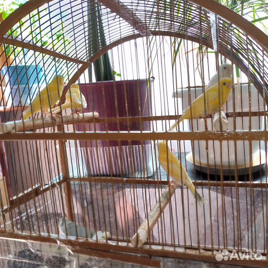 Кенара и канарейки