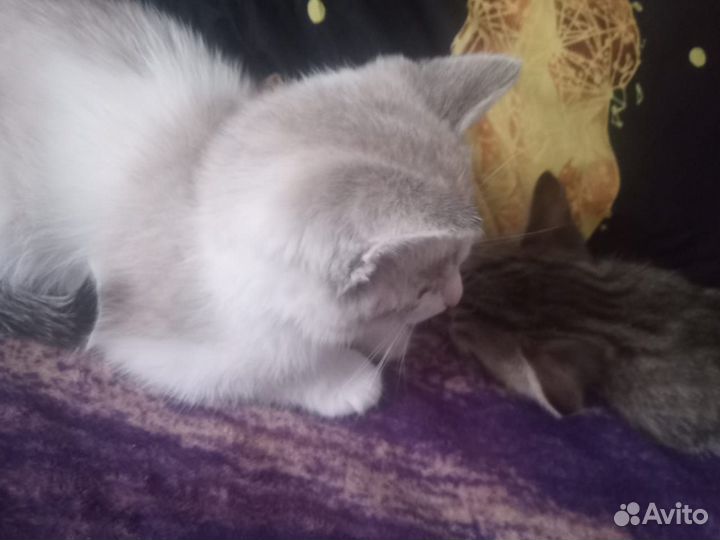 Котята отдам бесплатно