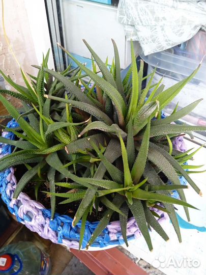 Комнатные растения