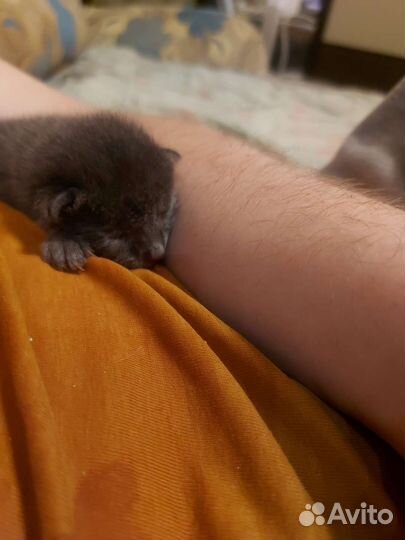 Отдам котёнка бесплатно