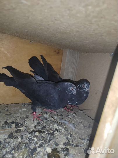 Таджикское голубь