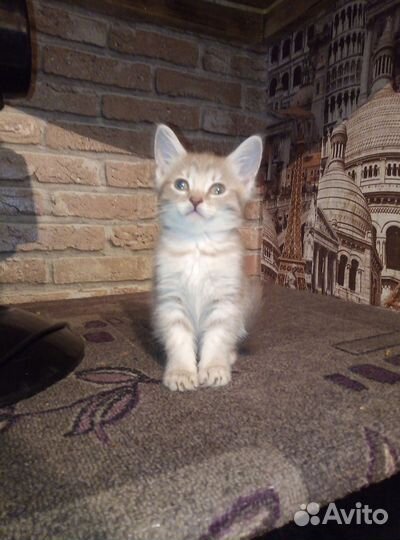 Котята мейн-кун метисы