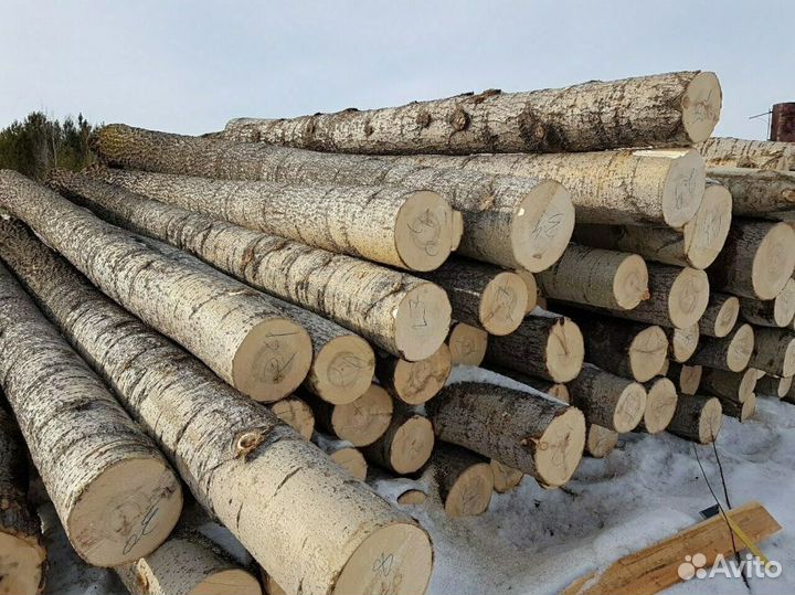 Лес кругляк пиловочник сосна 6m