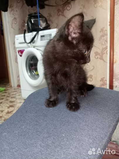 Отдам котёнка в добрые руки