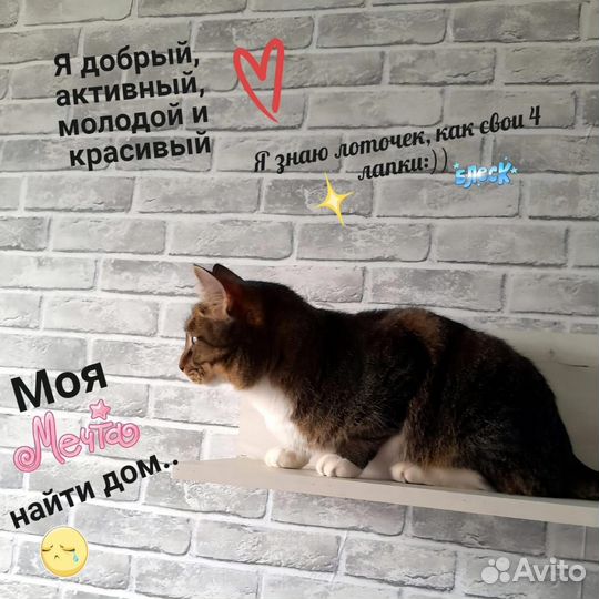 Молодой котик ищет дом