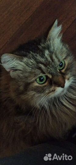 Отдам кошку в добрые руки